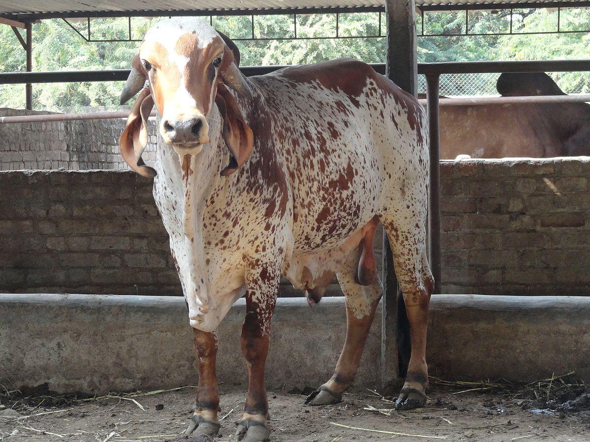 Featured sacred cow