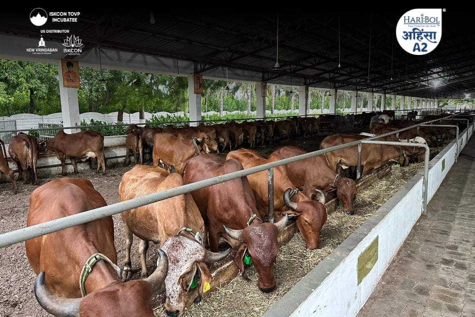 Gitta cattle