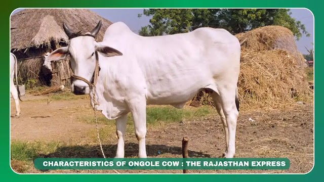 Ongole cattle
