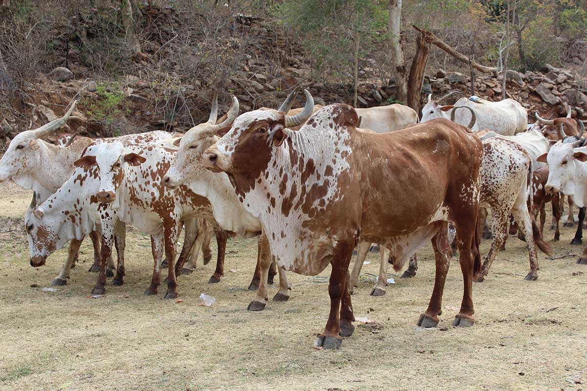 Thuru Poda cattle